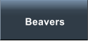 Beavers